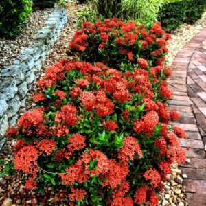Alternative view of Red Ixora Plants Live - 5 Inc Tall, 3 Plants