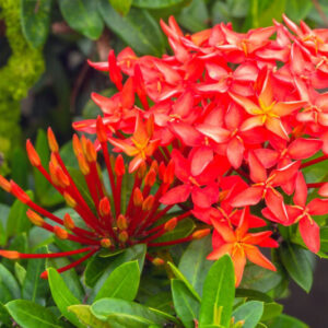 Alternative view of Red Ixora Plant Live - 5 Inc Tall