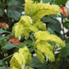 Lemon Maroon Shrimp Plant - 3 to 5 Inc Tall, 3 Plants
