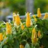 Golden Maroon Shrimp Plant - 5 Inc Tall, 2 Plants