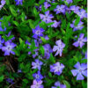 Vinca Plants Live - 400 Bare Roots - 6 to 9 Inc Tall