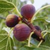 2 Violette de Bordeaux Fig Trees Plants, 6 to 8 Inc Tall