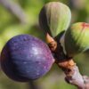 3 Violette De Bordeaux Fig Cuttings Unrooted, 6 to 10 Inc Tall