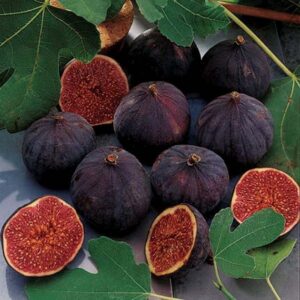 Violette 3 4 Violette De Bordeaux Fig Cutting, 6 to 10 Inc Tall