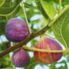 2 Celeste Fig Trees, 6 to 10 Inc Tall