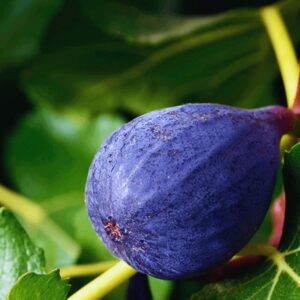 f1 13 2 LSU Purple Fig Cuttings Unrooted, 6 to 9 Inc Tall