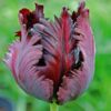20 Black Parrot Tulip Bulbs, Outdoor Garden, Perennial Flower Plant