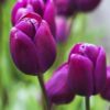 50 Purple Tulip Bulbs