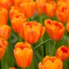 20 Orange Tulip Bulbs for Fall Planting