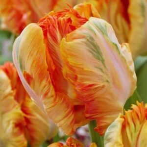 a7 2 3 20 Apricot Parrot Tulip Bulbs