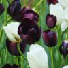 hood 6 2 50 Black and White Tulip Bulbs