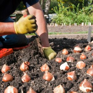 HONEY 66 8 20 Black and White Tulip Bulbs