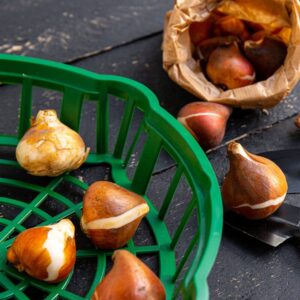 HONEY 88 8 20 Black and White Tulip Bulbs