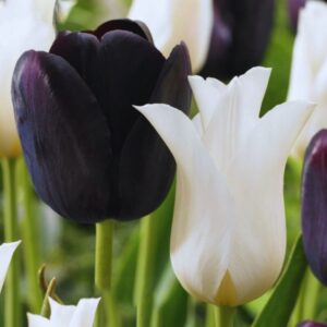hood 3 1 20 Black and White Tulip Bulbs