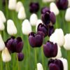 20 Black and White Tulip Bulbs