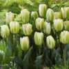 10 Green and White Tulip Bulbs, Large Bulbs