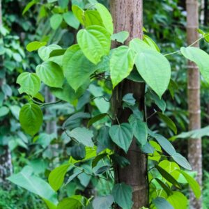 new 1 7 Black Pepper Plant Live, 4 to 6 Inches Tall, Piper Nigrum Plant