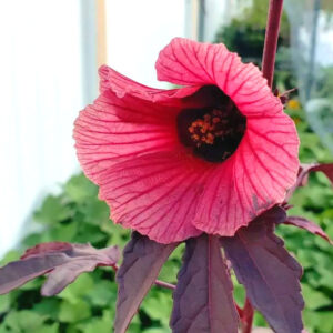 Alternative view of 02 Cranberry Hibiscus Plants, 4 to 6 Inches Tall