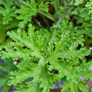 Alternative view of 4 Citronella Plants, 3 to 6 Inches Tall