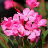 Pink Oleander Plant Live, 3 to 5 Inc Tall