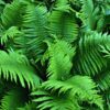 20 Lady Fern Plants Live, 4 to 6 Inc Tall