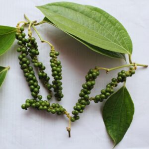 WINE 5 4 Black Pepper Plant Live - 3 Gallon Pot, 2 to 3 Feet Tall - Piper Nigrum Plant
