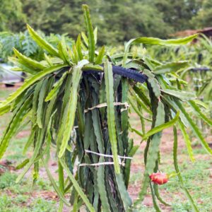 Alternative view of Dragon Fruit Plant - 3 Gallon Pot, 2 to 3 Feet Tall