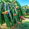 long 2 1 Dragon Fruit Plant - 2 to 3 Feet Tall, 3 Gallon Pot