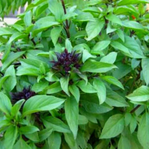 218 Basil Plants Live - 2 Plants, 3 to 5 Inc Tall