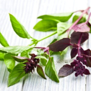 217 1 Basil Plants Live - 2 Plants, 3 to 5 Inc Tall