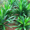 Pandan Plant for Sale - 5 to 8 Inches Tall