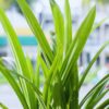 Pandan Plant for Sale - 12 to 17 Inches Tall