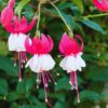 Fuchsia Plant Live for Sale - 3 to 5 Inc Tall