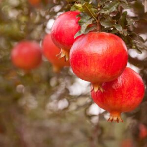 48 17 Pomegranate Tree Live Plant - Wonderful Pomegranate - 8 to 10 Inch Tall, 4 Inch Pot