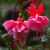 Fuchsia Plant Live for Sale - 3 to 5 Inc Tall