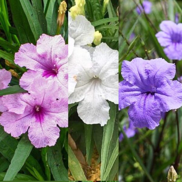 Mexican Petunia Plant