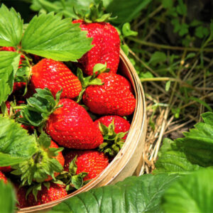 strawberries basket garden farm nature selective focus 2 1 Strawberry Plants Bareroot - 50 Bareroots - Honeoye Strawberry