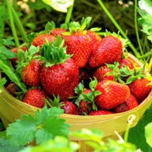 strawberries basket garden farm nature selective focus 3 Strawberry Plants Bareroot - 50 Bareroots - Cabot Strawberry