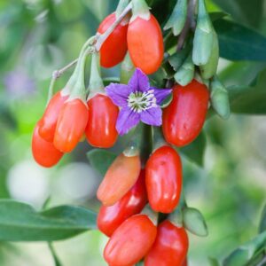 1 116 2 Red Goji Berry Plants