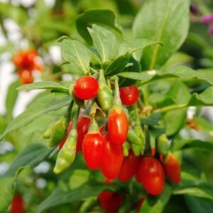 Alternative view of 4 Red Goji Berry Trees - Fruit Plants - 4 Pack - Red - Goji Berry 6-12" Tall