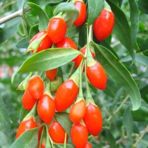 Alternative view of 3 Red Goji Berry Trees - Fruit Plant - 6-14" Tall - Red-Orange - Lycium barbarum