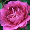 Reine Victoria Rose Plant Live