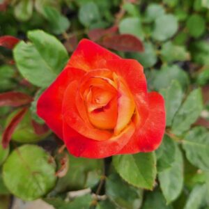 3 107 Sun Fire Rose Bush