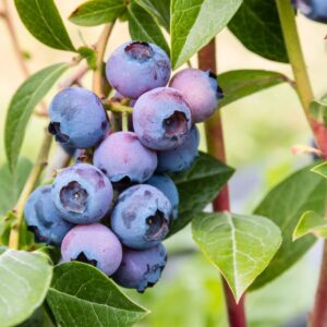 24 19 Jewel Blueberry Plant