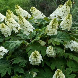 Alternative view of Pee Gee Dwarf Oakleaf Hydrangea Live Plants – 3 Bare Roots