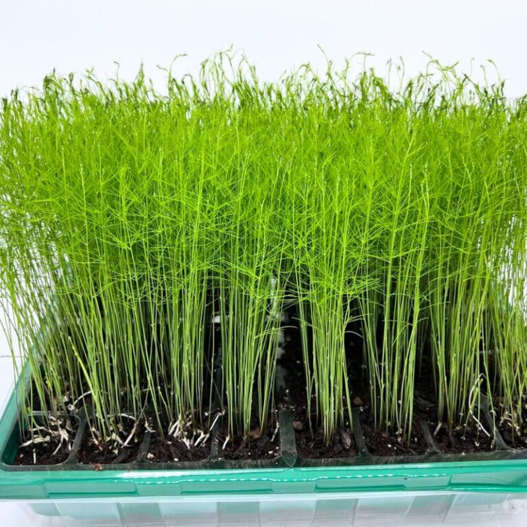 vegetables-garden-plant-nursery