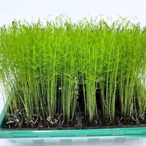 1 57 5 Mary Washington Asparagus Plants