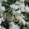 White Oleander Tree Live Plant