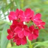 Red Oleander
