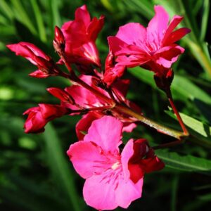 Alternative view of Red Oleander Plant